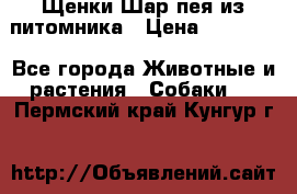 Щенки Шар пея из питомника › Цена ­ 25 000 - Все города Животные и растения » Собаки   . Пермский край,Кунгур г.